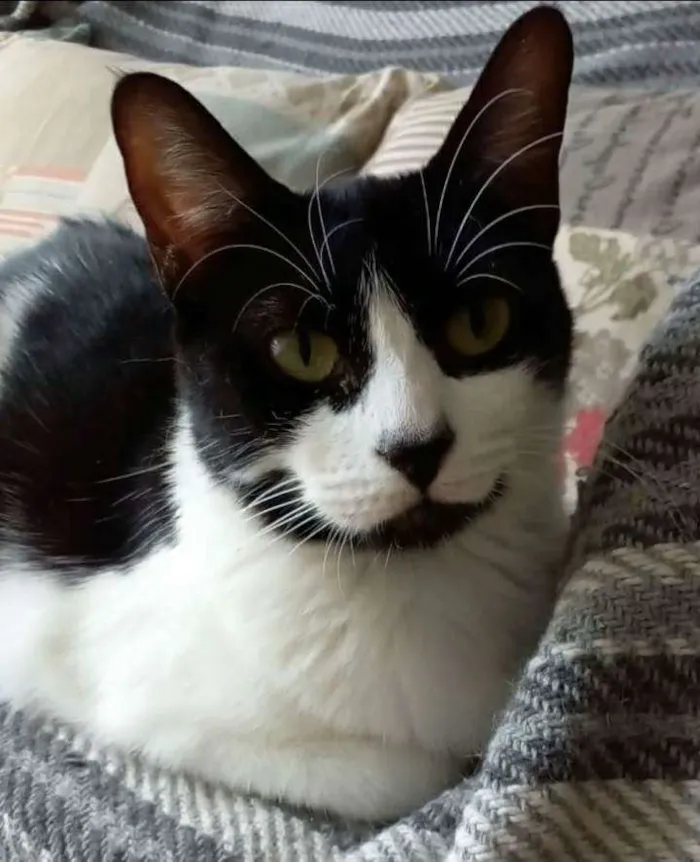 Gato raça srd frajolinha  idade 1 ano nome FILÓ