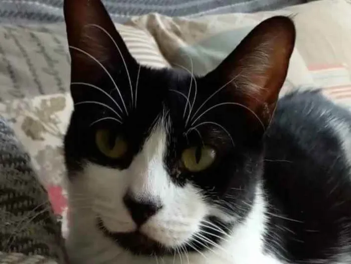 Gato raça srd frajolinha  idade 1 ano nome FILÓ