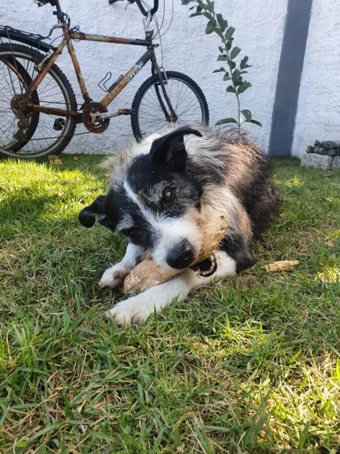 Cachorro ra a sem raça  idade 6 ou mais anos nome Johnny 