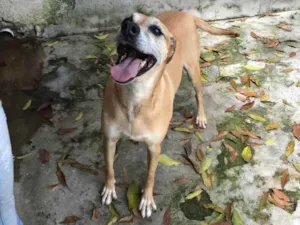Cachorro raça SRD idade 6 ou mais anos nome Duda