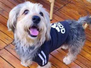 Cachorro raça Srd idade 2 anos nome Teddy ursinho 