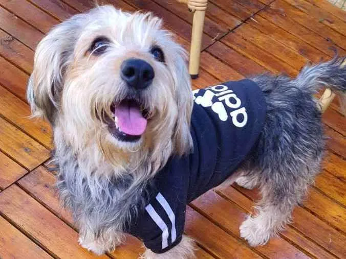 Cachorro raça Srd idade 2 anos nome Teddy ursinho 