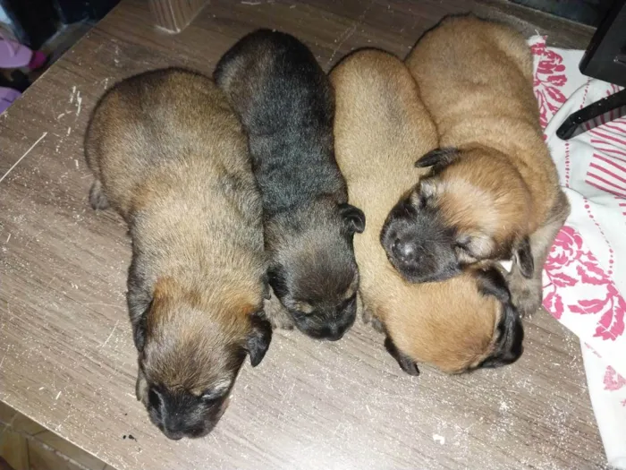 Cachorro raça Filhos de pastor belga mistura idade Abaixo de 2 meses nome Não tem nome 