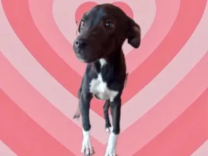 Cachorro raça Srd idade 2 a 6 meses nome Léo bb5meses lindo 