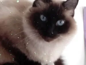 Gato raça Srd idade 1 ano nome Gatinha 