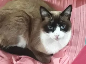 Gato raça Srd idade 1 ano nome Bolacha