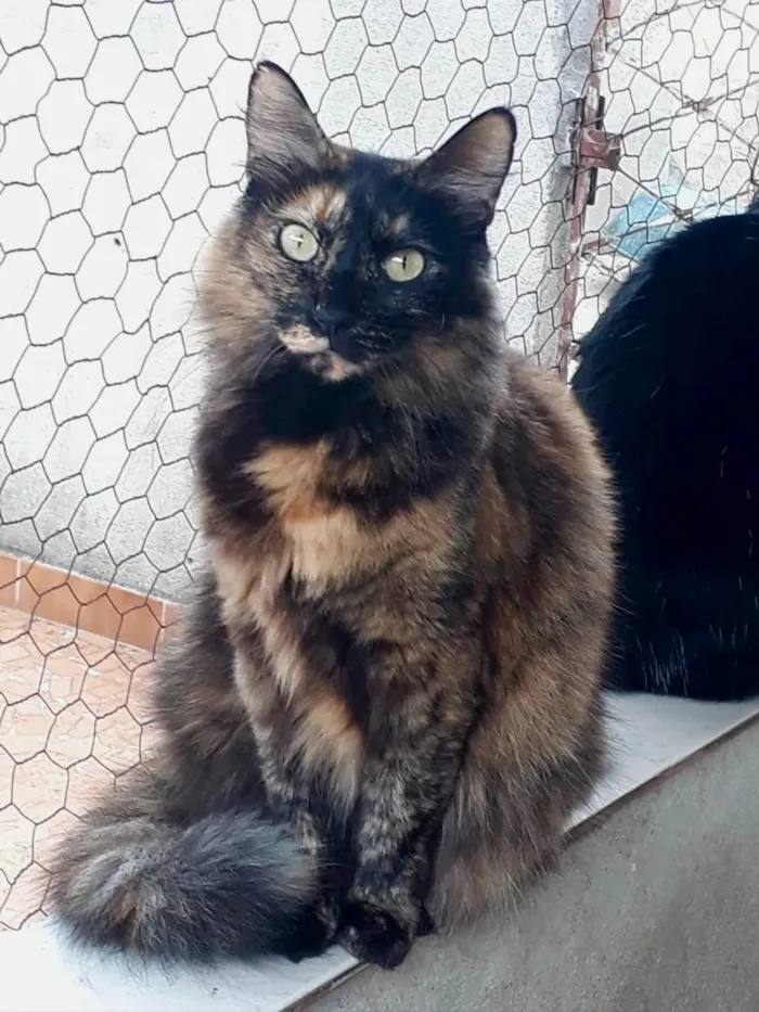 Gato raça Srd idade 1 ano nome Menina 