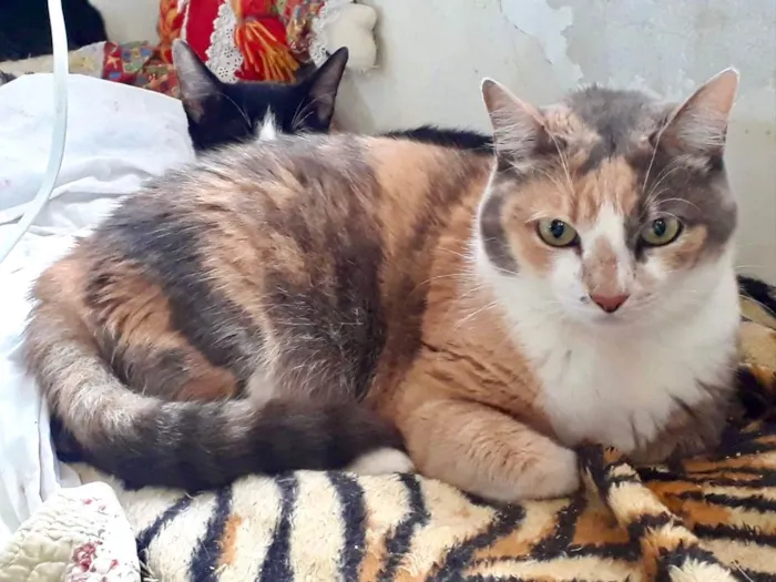 Gato raça Srd idade 1 ano nome Fumaça 