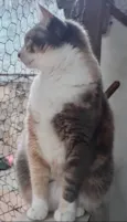Gato raça Srd idade 1 ano nome Fumaça 