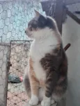 Gato raça Srd idade 1 ano nome Fumaça 