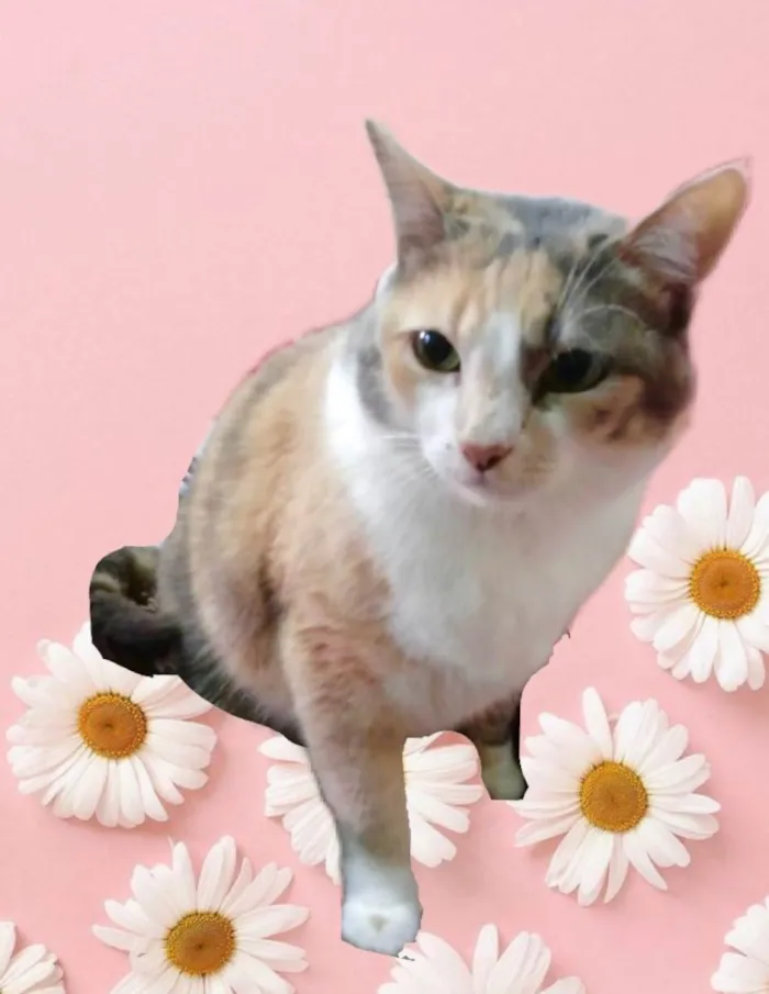 Gato raça Srd idade 1 ano nome Fumaça 