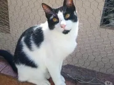 Gato raça Srd idade 1 ano nome Pitoco super Fofo 