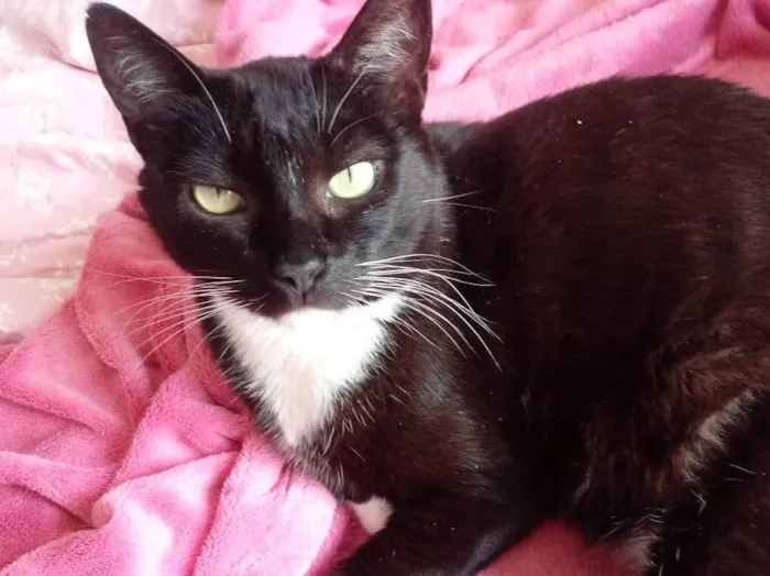 Gato raça Srd idade 1 ano nome Ariane linda 