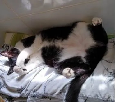 Gato raça Srd idade 1 ano nome Diego frajola lindo 