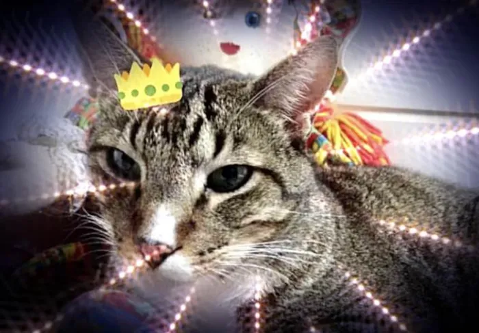 Gato raça Srd idade 1 ano nome Tigue