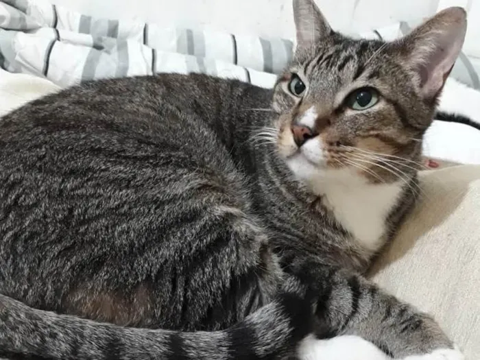 Gato raça Srd idade 1 ano nome Tigue