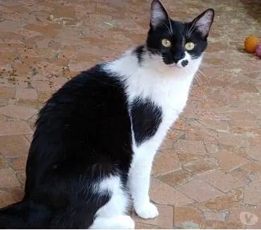 Gato raça Srd idade 1 ano nome Sarah Linda 