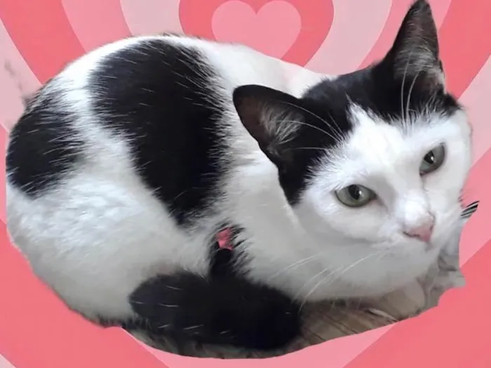 Gato raça Srd idade 1 ano nome Cherry Linda 