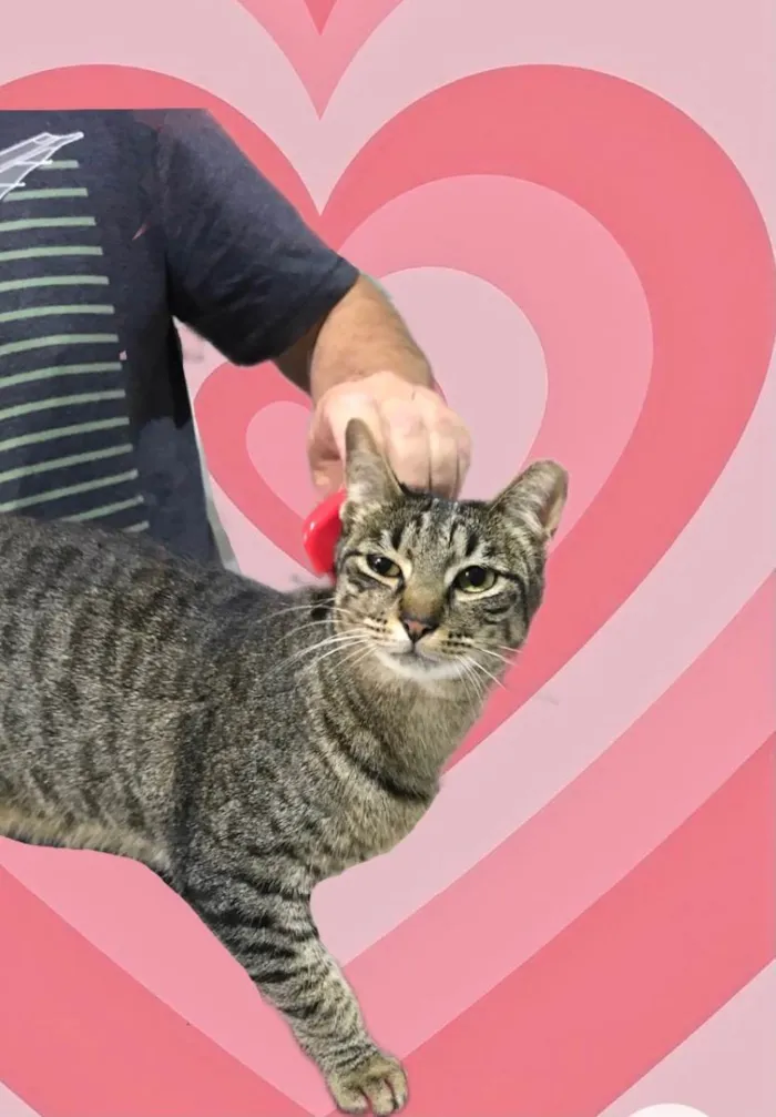 Gato raça Srd idade 1 ano nome Gucci 