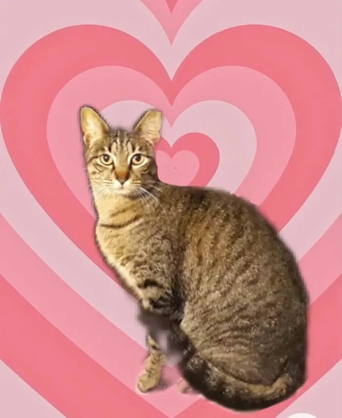 Gato raça Srd idade 1 ano nome Gucci 