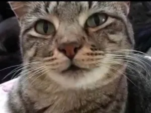 Gato raça Srd idade 1 ano nome Giorgio Armani 