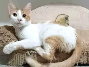 Gato raça srd bicolor idade  nome OZZY