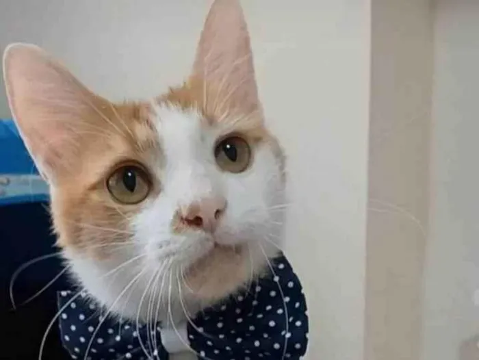 Gato ra a srd bicolor idade  nome OZZY
