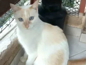 Gato raça srd bicolor idade 1 ano nome PRÍNCIPE 