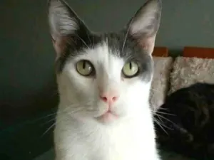 Gato raça srd bicolor idade 1 ano nome JOHN