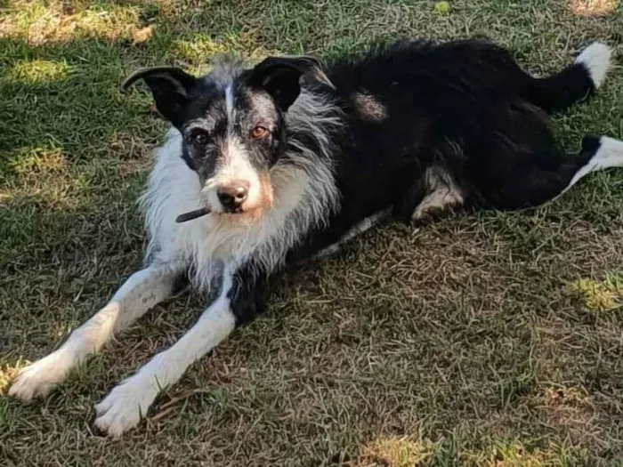 Cachorro ra a sem raça  idade 6 ou mais anos nome Johnny 