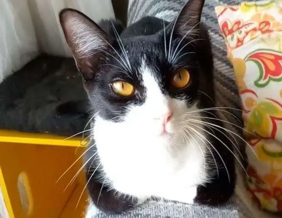 Gato ra a Srd idade 1 ano nome Margô 