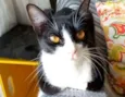 Margô