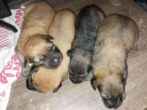 Cachorro raça Filhos de pastor belga mistura idade Abaixo de 2 meses nome Não tem nome 