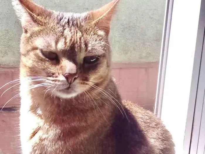 Gato raça Srd idade 1 ano nome Ruivinho 