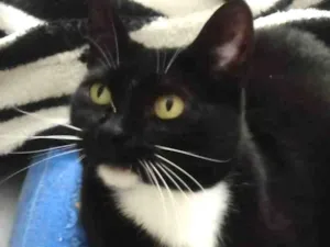 Gato raça Srd idade 1 ano nome Gigi Linda 