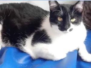 Gato raça Srd idade 1 ano nome Sarah Linda 