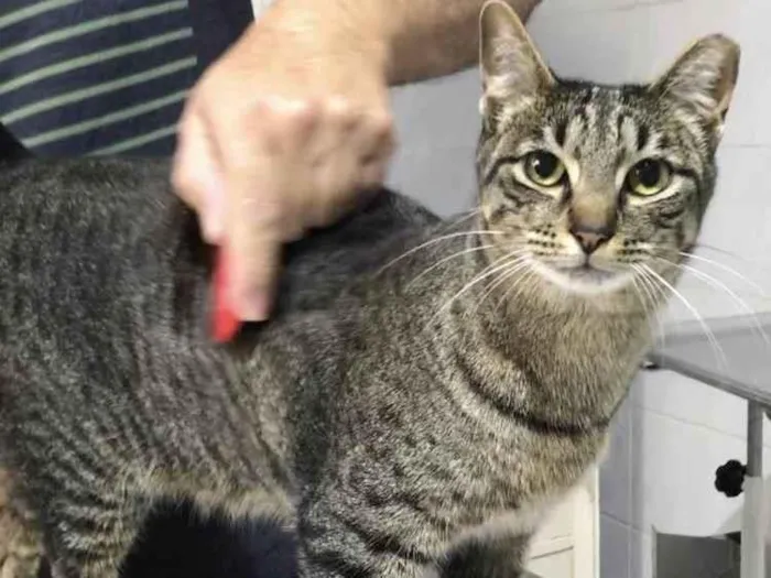 Gato raça Srd idade 1 ano nome Gucci 