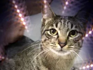 Gato raça Srd idade 1 ano nome Gucci 