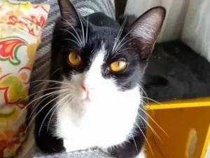 Gato raça Srd idade 1 ano nome Margô 