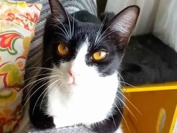 Gato ra a Srd idade 1 ano nome Margô 