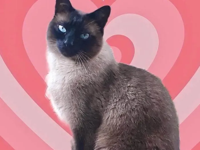 Gato raça Srd idade 1 ano nome Nick siamês lindo 