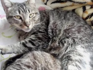 Gato raça Srd idade 1 ano nome Raja 