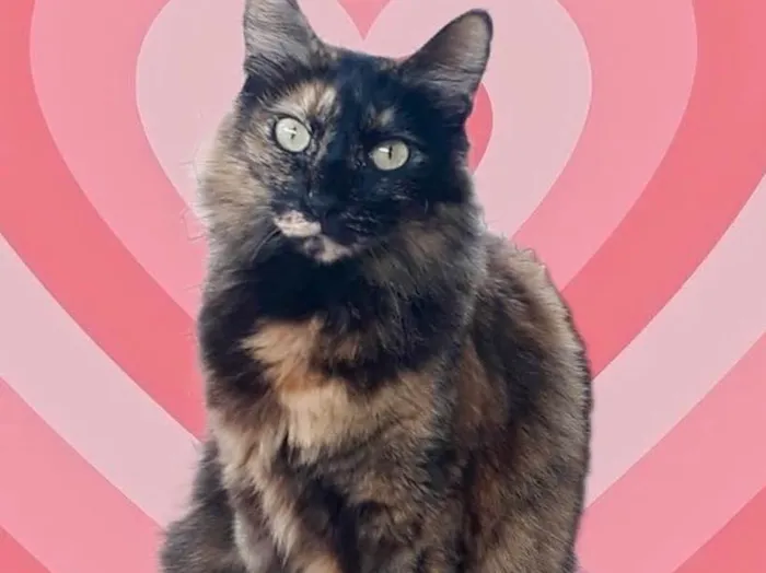 Gato raça Srd idade 1 ano nome Menina 