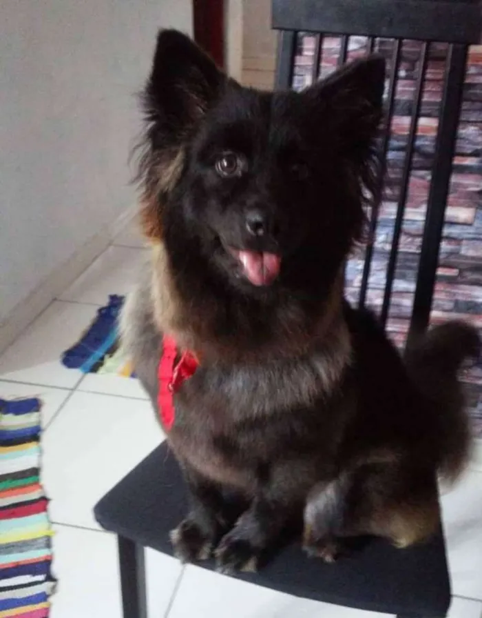 Cachorro ra a Mistura de chow chow com belga idade 4 anos nome Meg