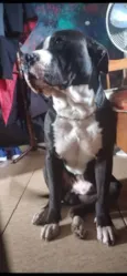 Beethoven 