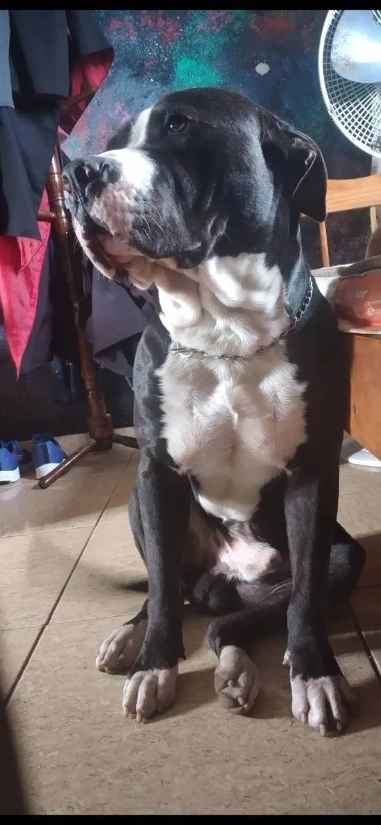 Cachorro raça Pitbull/staffordshire  idade 1 ano nome Beethoven 