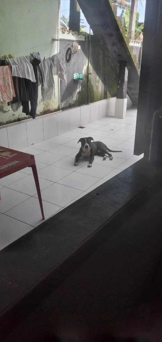 Cachorro raça Pitbull/staffordshire  idade 1 ano nome Beethoven 