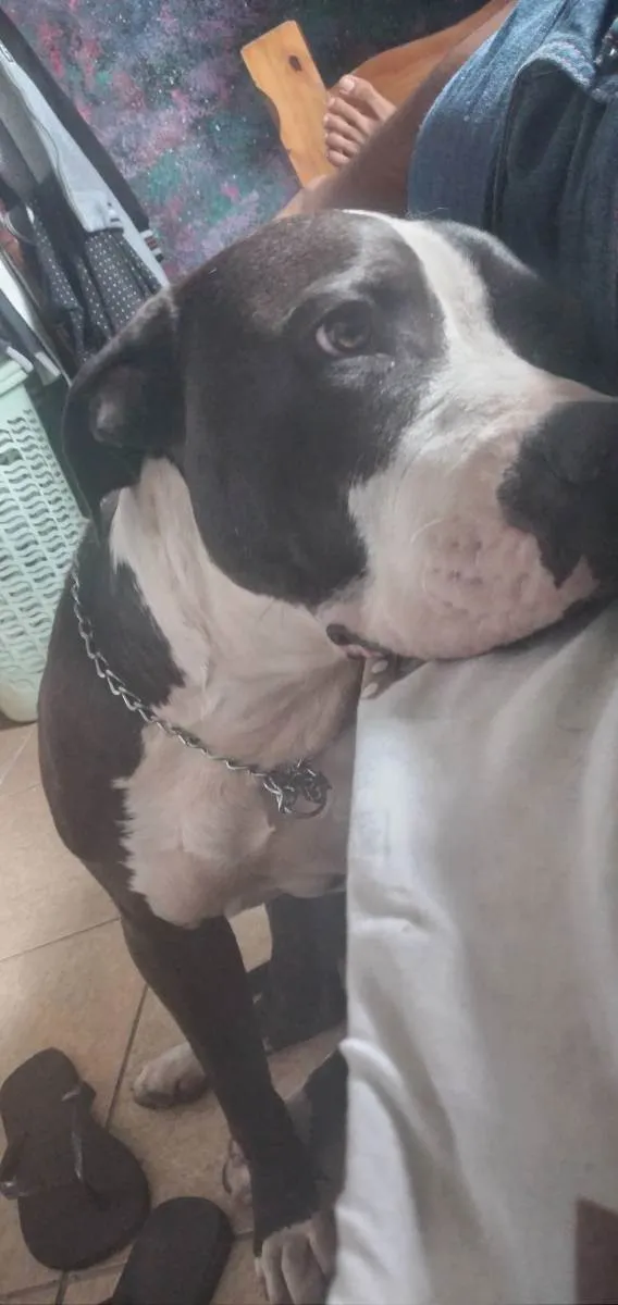 Cachorro raça Pitbull/staffordshire  idade 1 ano nome Beethoven 
