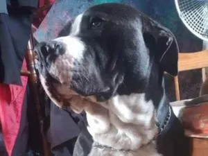 Cachorro raça Pitbull/staffordshire  idade 1 ano nome Beethoven 