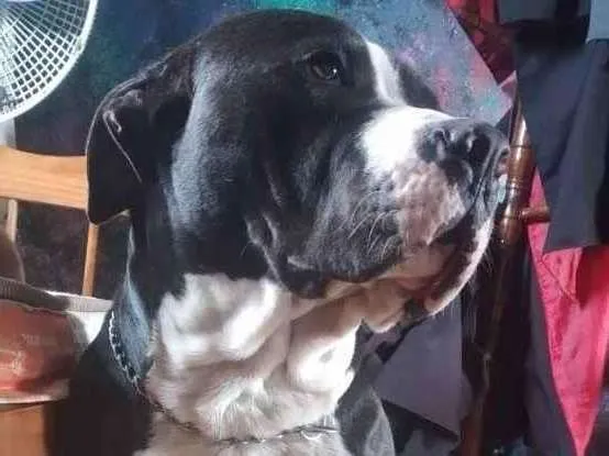 Cachorro raça Pitbull/staffordshire  idade 1 ano nome Beethoven 